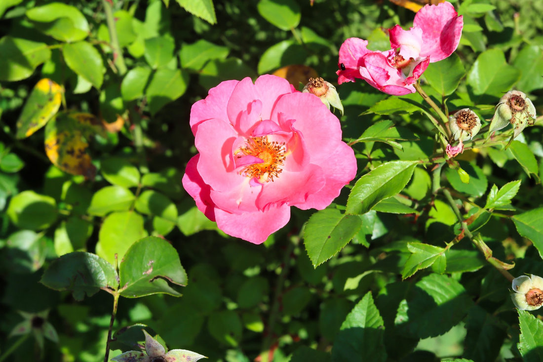 Rosa Blüte
